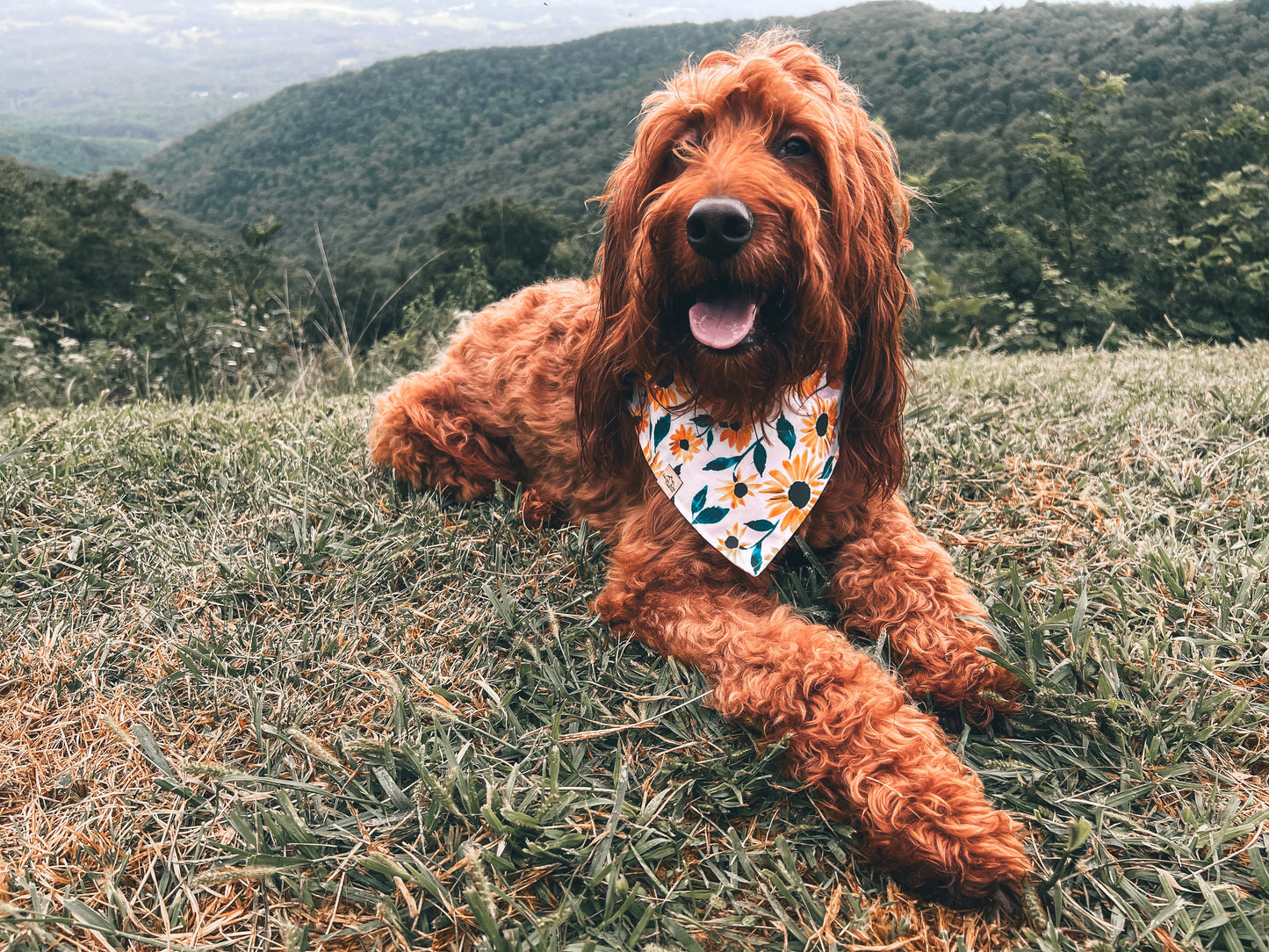 Sunflower Fields - Dog Bandana