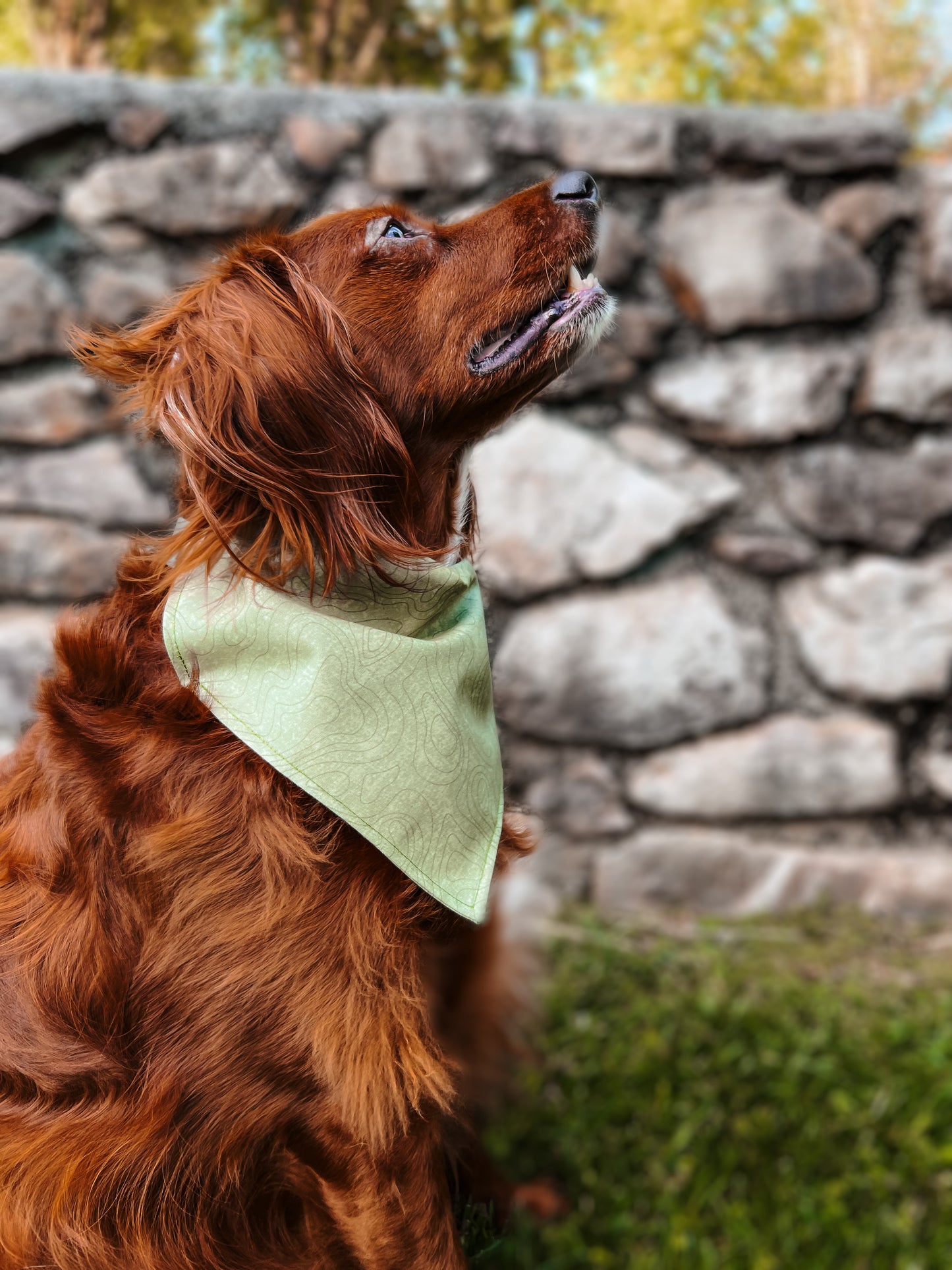 Topography - Dog Bandana