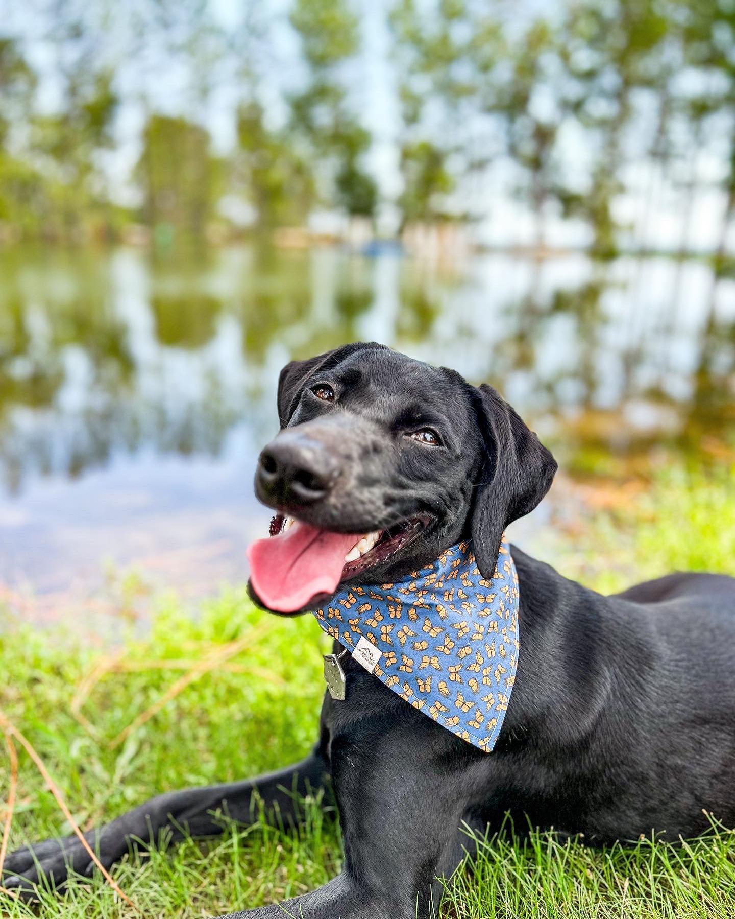 Monarch Butterflies - Dog Bandana