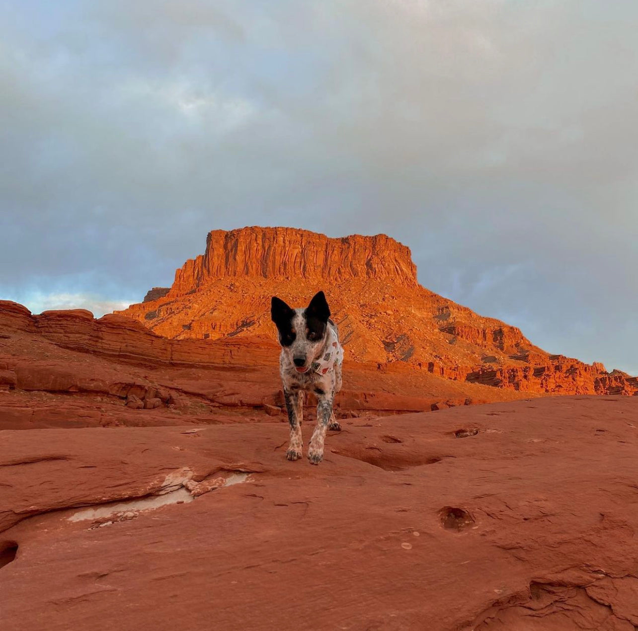 National Parks - Dog Bandana