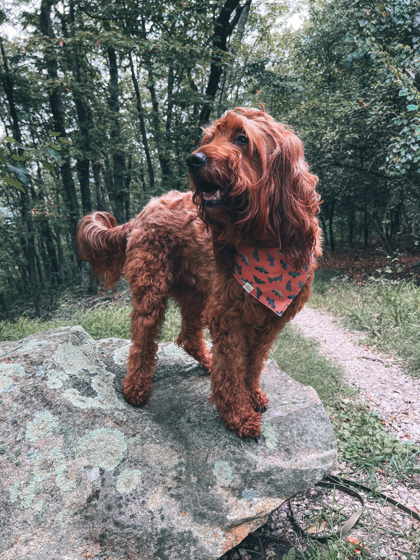 Bat Wings - Dog Bandana