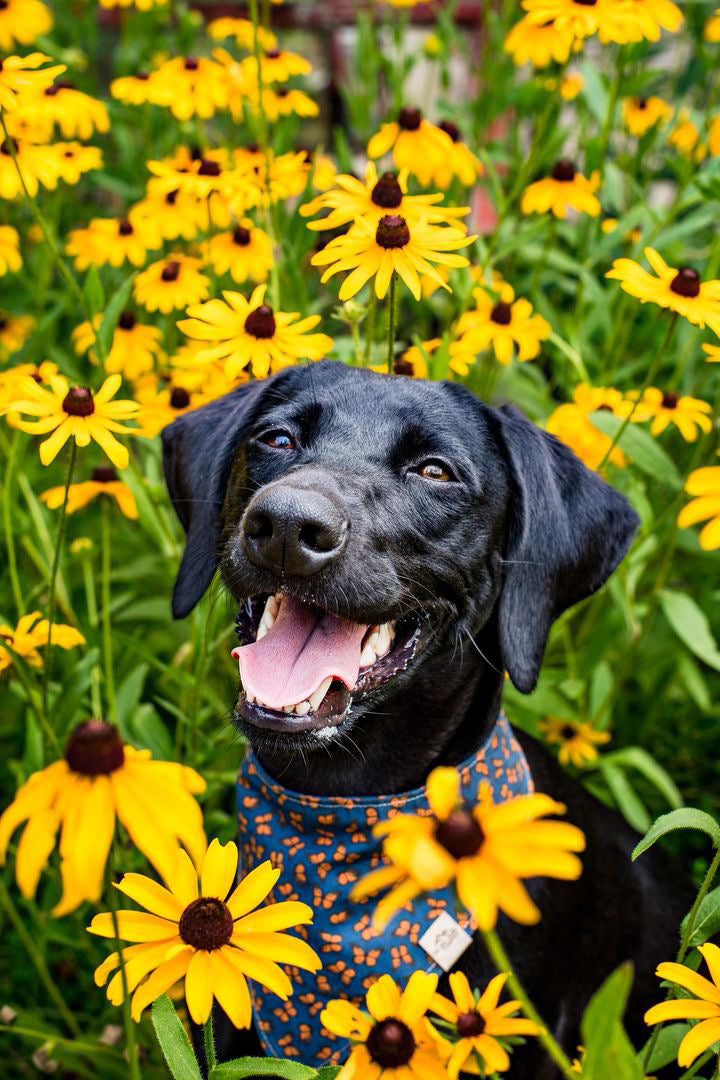 Monarch Butterflies - Dog Bandana