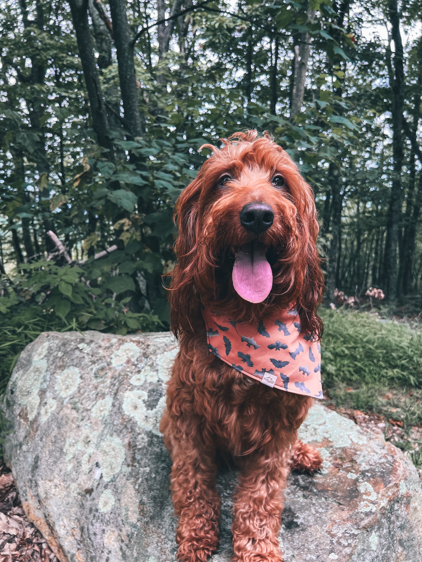 Bat Wings - Dog Bandana