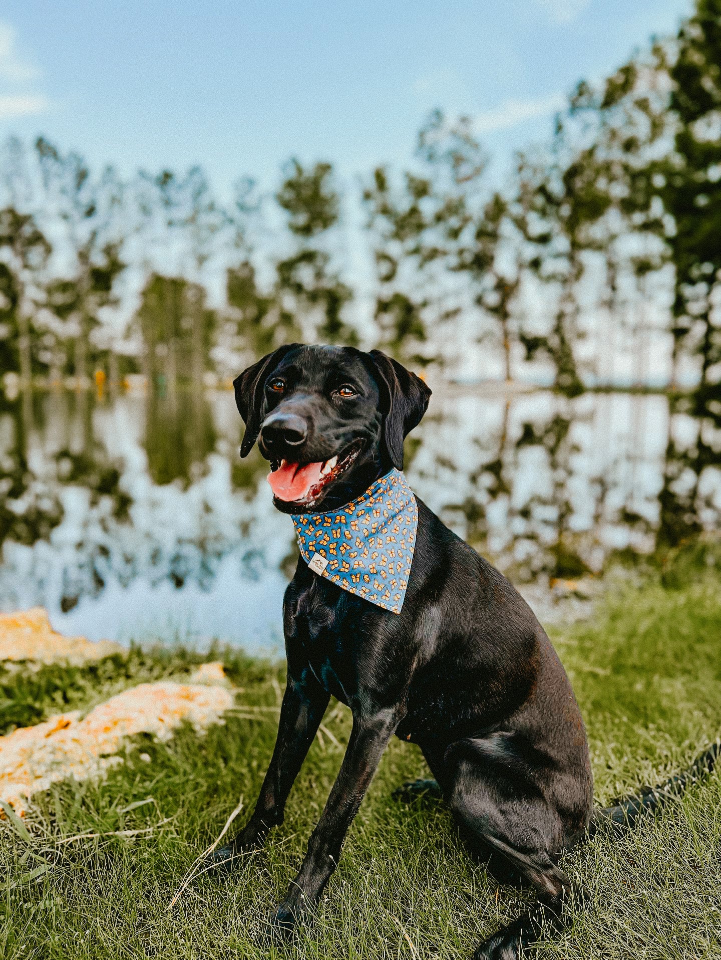 Monarch Butterflies - Dog Bandana