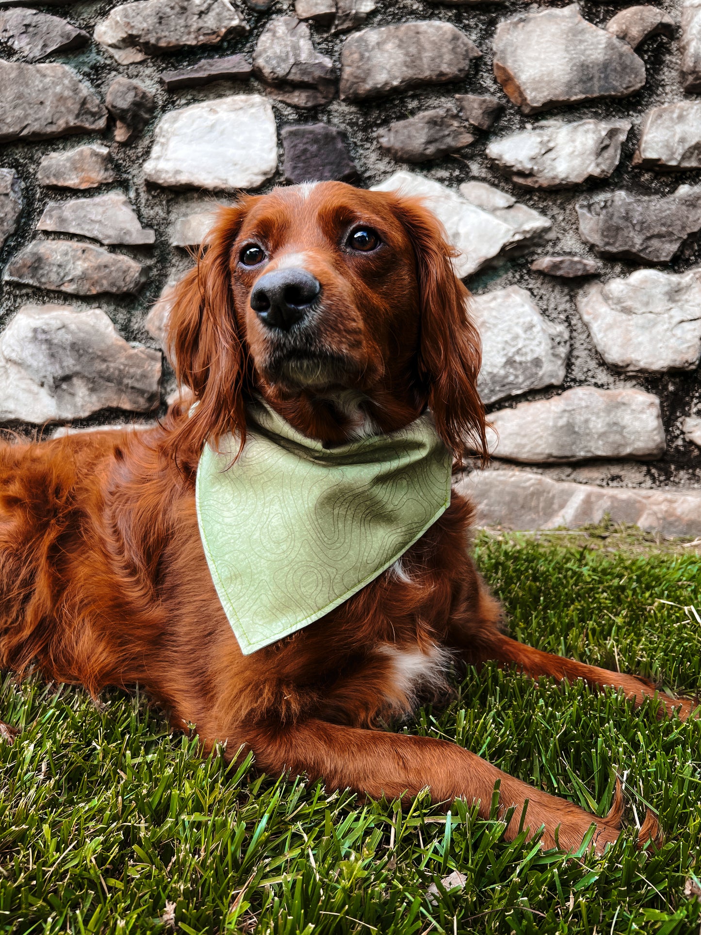 Topography - Dog Bandana