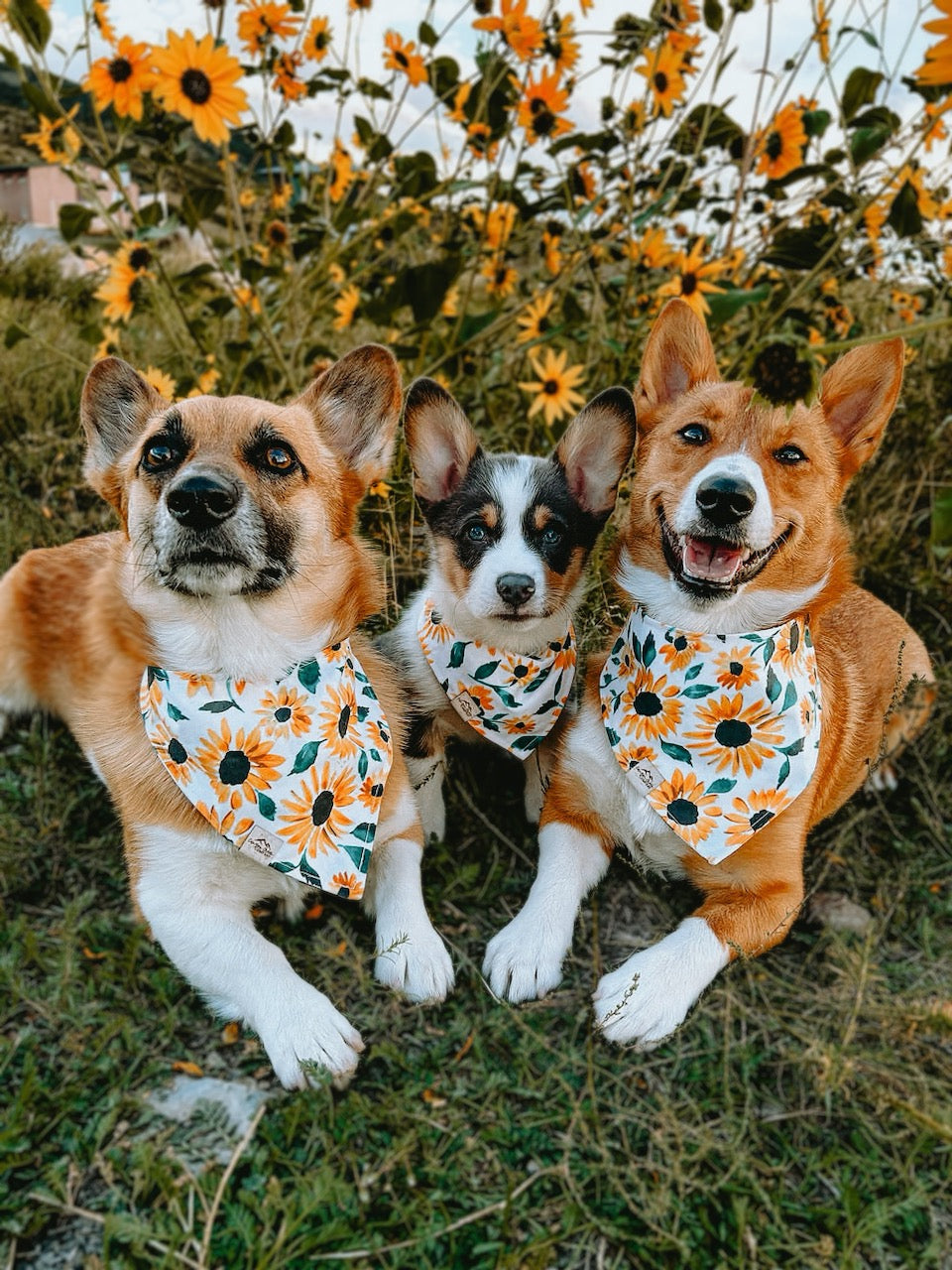 Sunflower Fields - Dog Bandana