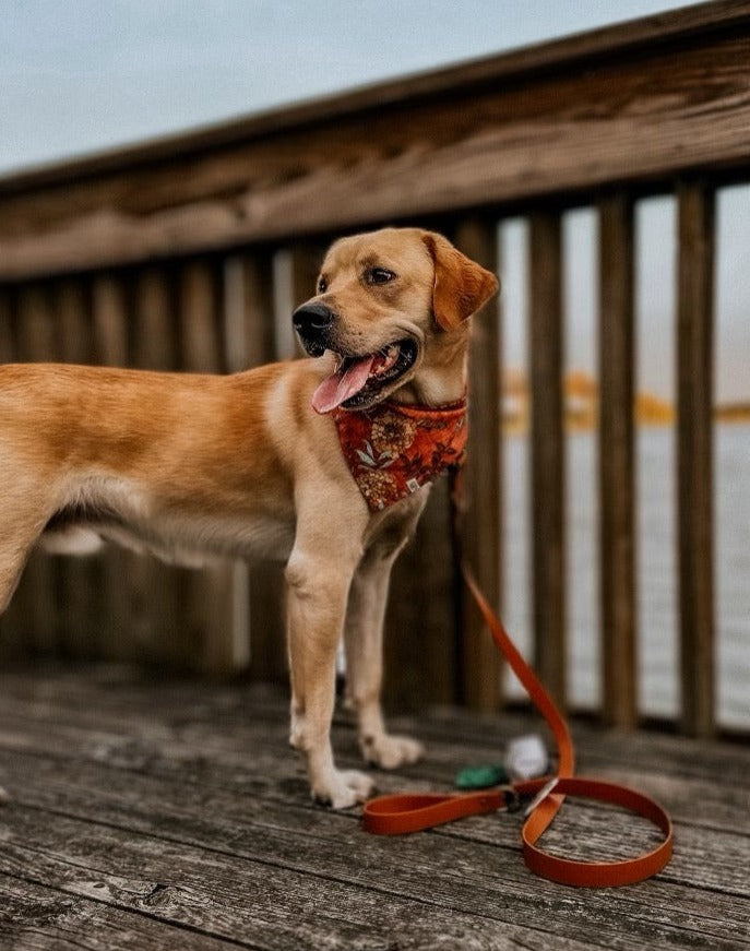 Biothane Leash/Collar Combo - 1 inch - FI Series 3 Compatible