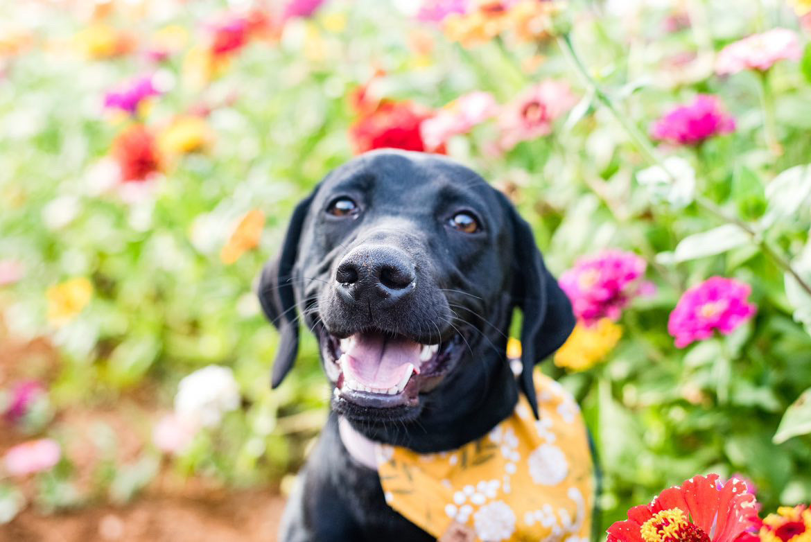 Mustard Fields - Dog Bandana