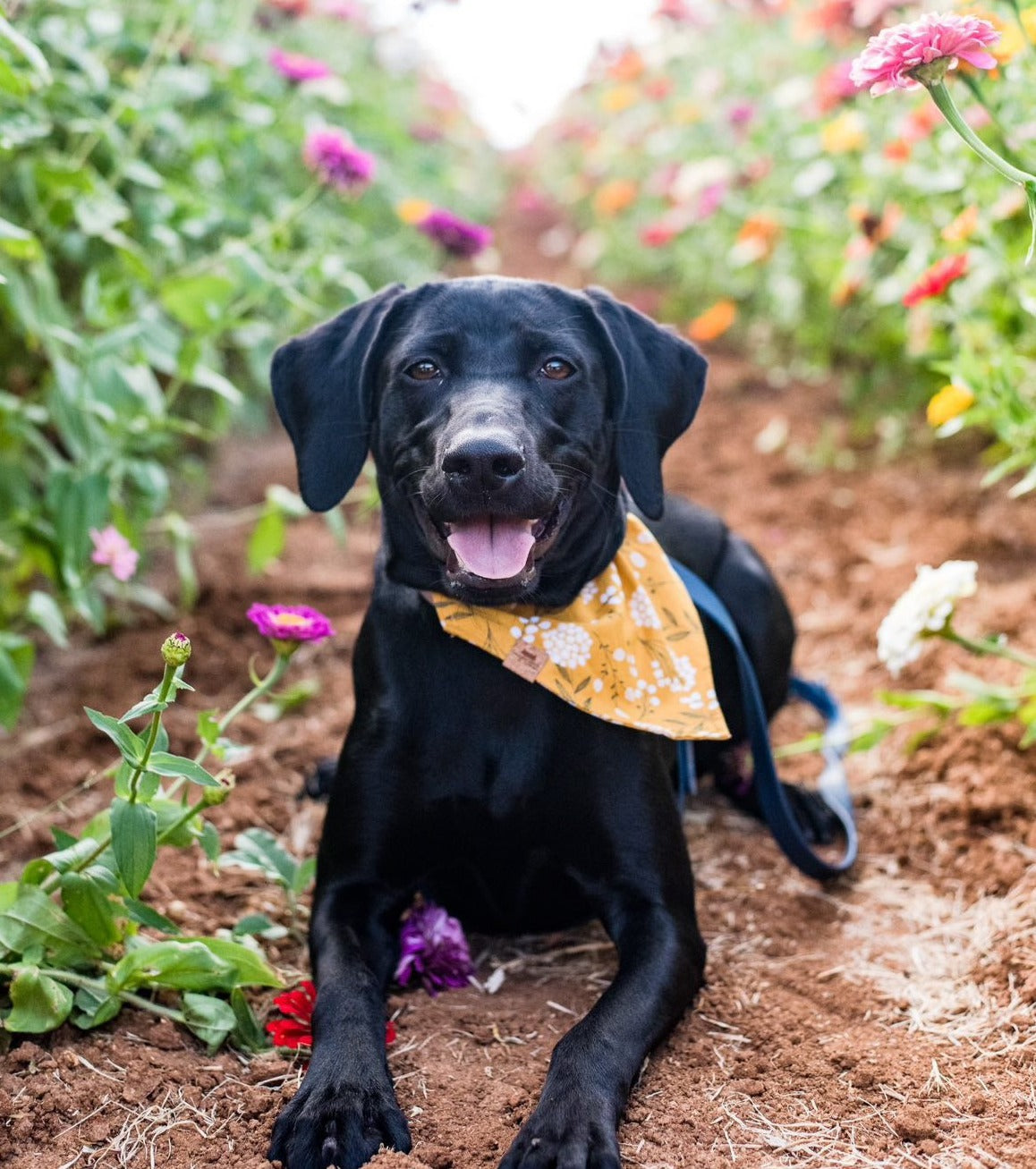 Mustard Fields - Dog Bandana