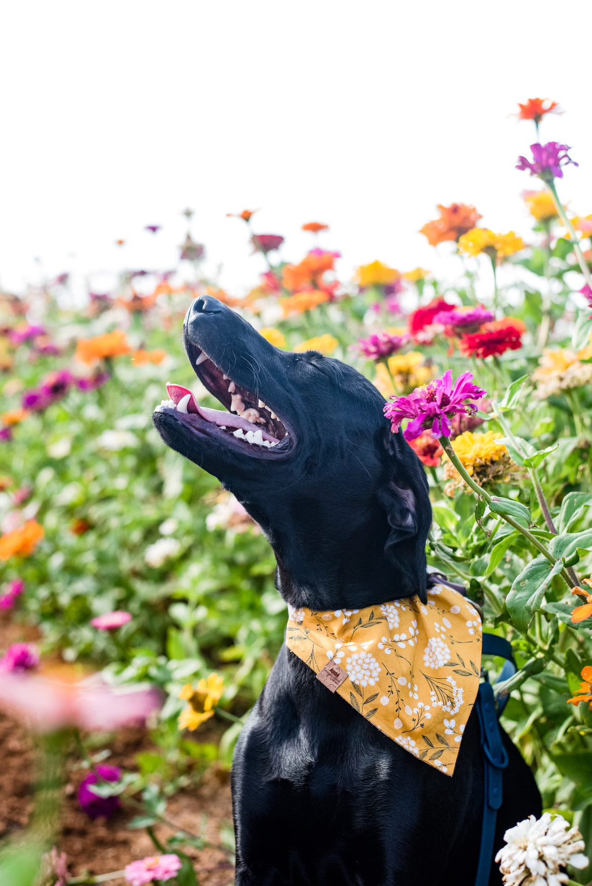 Mustard Fields - Dog Bandana